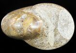 Polished Nautilus Fossil - Madagascar #47396-2